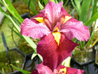 Iris louisiana 'Ann Chowning'