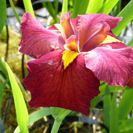 Iris louisiana 'Ann Chowning'