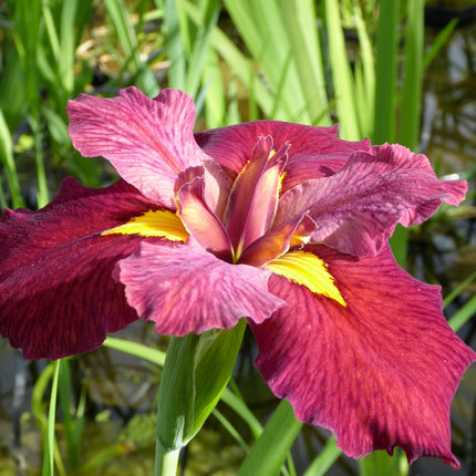 Iris louisiana 'Ann Chowning'