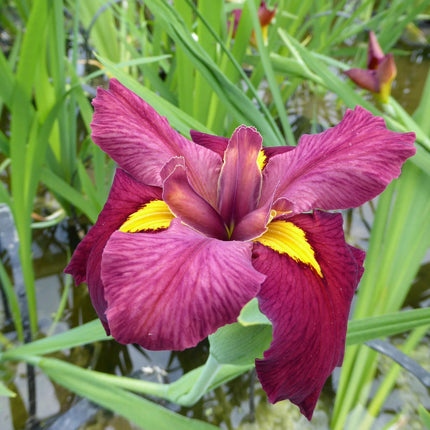 Iris louisiana 'Ann Chowning'