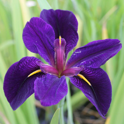 Iris louisiana 'Black Gamecock'