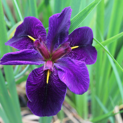 Iris louisiana 'Black Gamecock'