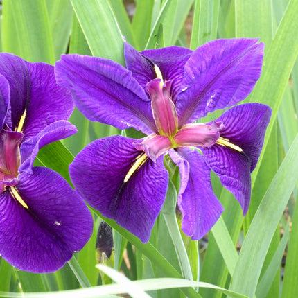 Iris louisiana 'Black Gamecock'
