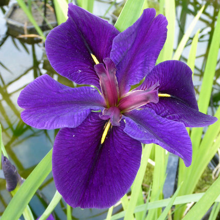Iris louisiana 'Black Gamecock'