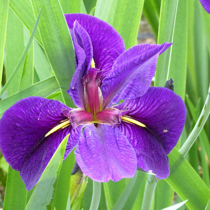 Wildlife Pond Plant Kit for Ponds up to 2m² | Grower’s Choice