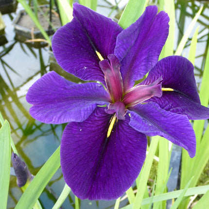 Iris louisiana 'Black Gamecock'