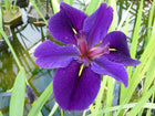 Iris louisiana 'Black Gamecock'