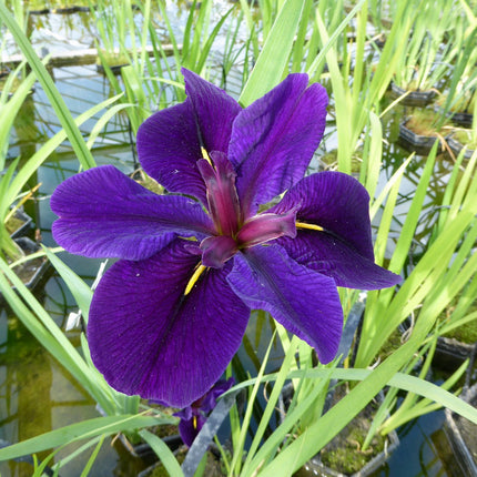 Iris louisiana 'Black Gamecock'