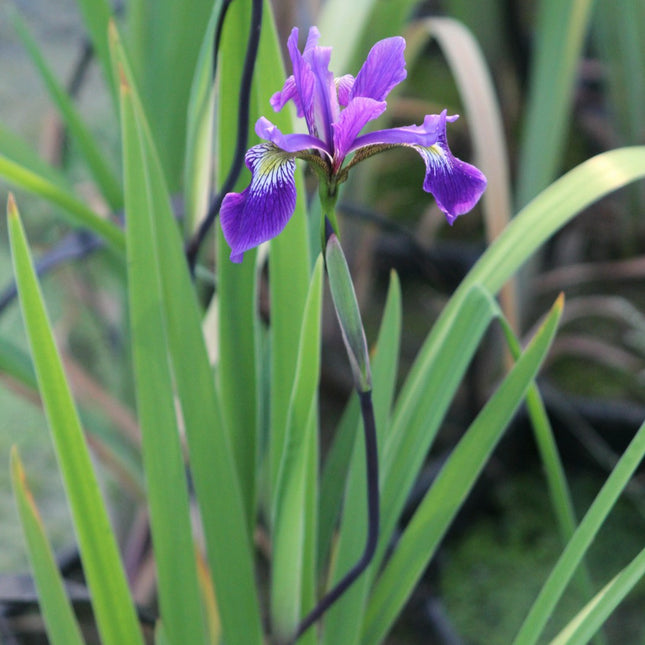Iris robusta 'Gerald Darby'