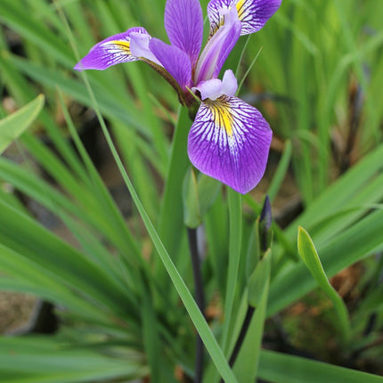 Iris robusta 'Gerald Darby'