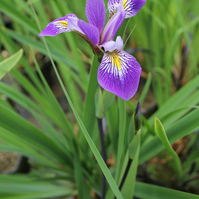 Iris robusta 'Gerald Darby'