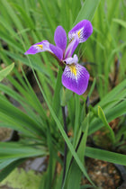 Iris robusta 'Gerald Darby'