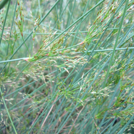 Hard Rush | Juncus inflexus