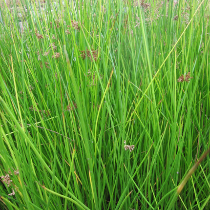 Soft rush, Smooth rush | Juncus effusus