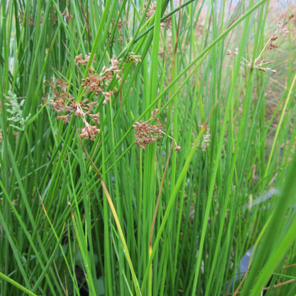 Soft rush, Smooth rush | Juncus effusus
