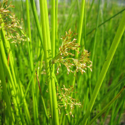 Soft rush, Smooth rush | Juncus effusus