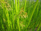 Soft rush, Smooth rush | Juncus effusus