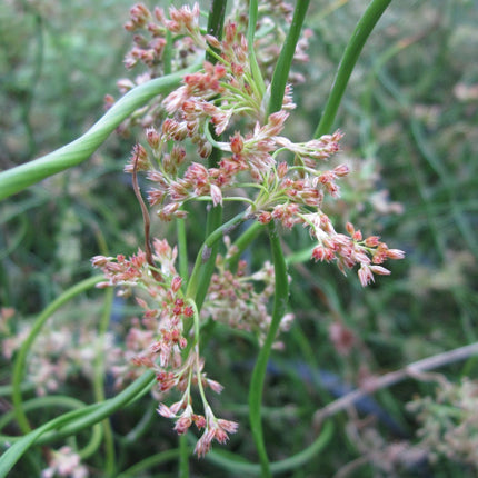 Corkscrew rush | Juncus effusus spiralis