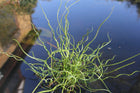Corkscrew rush | Juncus effusus spiralis