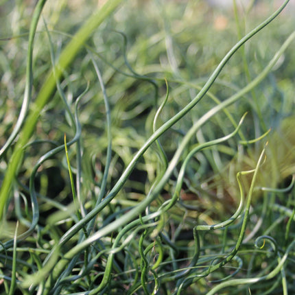 Corkscrew rush | Juncus effusus spiralis