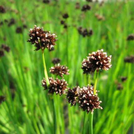 Flying Hedgehogs, Beaver dam plant | Juncus ensifolius