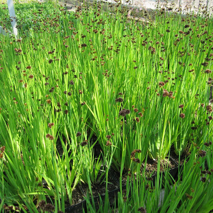 Flying Hedgehogs, Beaver dam plant | Juncus ensifolius
