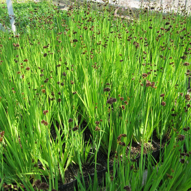 Flying Hedgehogs, Beaver dam plant | Juncus ensifolius