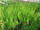 Flying Hedgehogs, Beaver dam plant | Juncus ensifolius