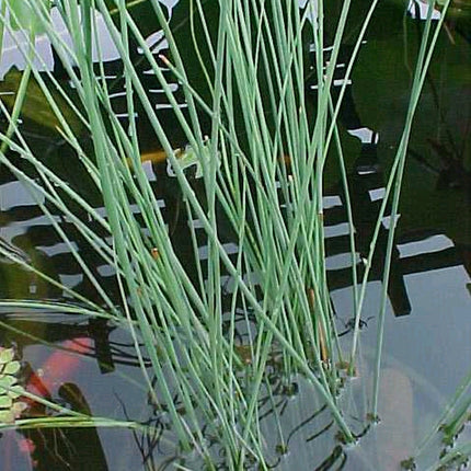 Hard Rush | Juncus inflexus