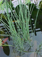 Hard Rush | Juncus inflexus