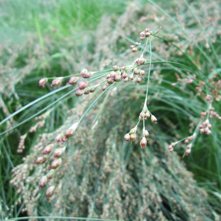 Sea rush | Juncus maritimus