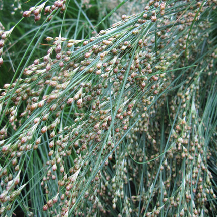 Sea rush | Juncus maritimus
