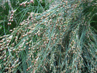 Sea rush | Juncus maritimus