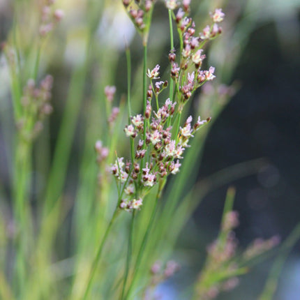 Sea rush | Juncus maritimus