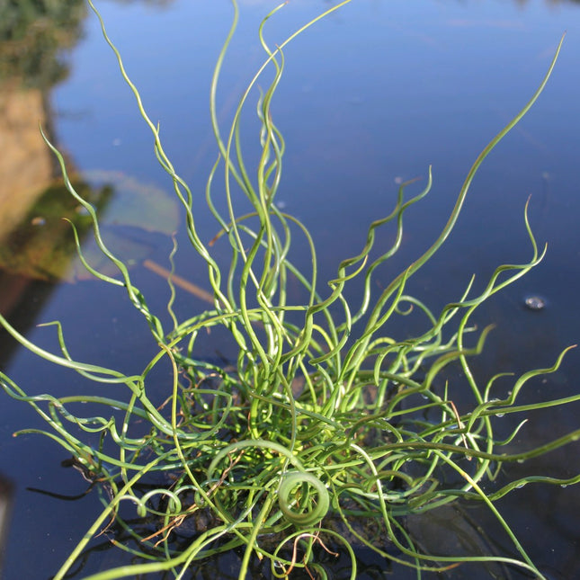 Winter Hardy Plants Collection - 3 x 1 Litre Plants