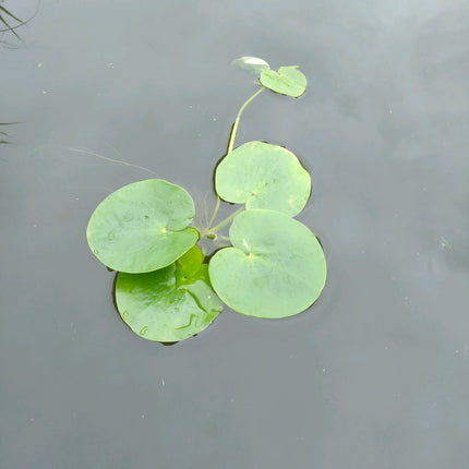 Smooth frogbit | Limnobium laevigatum