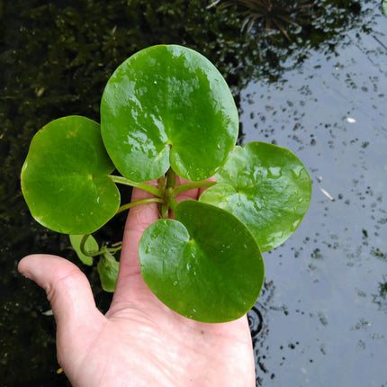 Smooth frogbit | Limnobium laevigatum