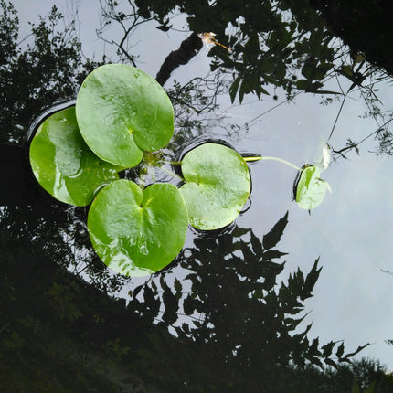 Smooth frogbit | Limnobium laevigatum