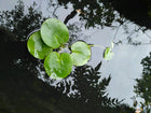 Smooth frogbit | Limnobium laevigatum