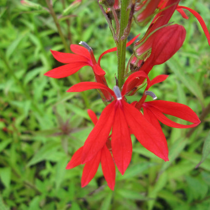 Cardinal flower Scarlet lobelia | Lobelia cardinalis