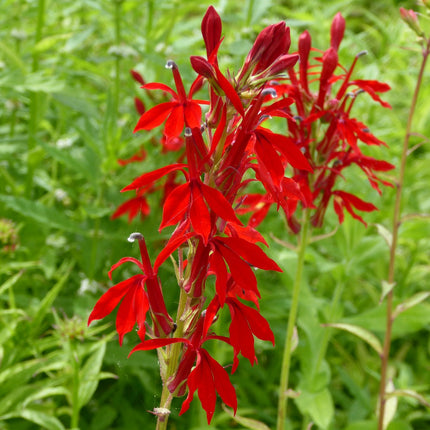 Cardinal flower Scarlet lobelia | Lobelia cardinalis