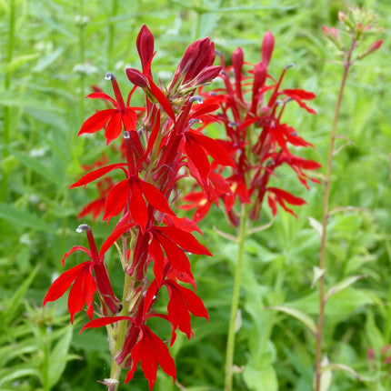 Cardinal flower Scarlet lobelia | Lobelia cardinalis