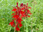 Cardinal flower Scarlet lobelia | Lobelia cardinalis
