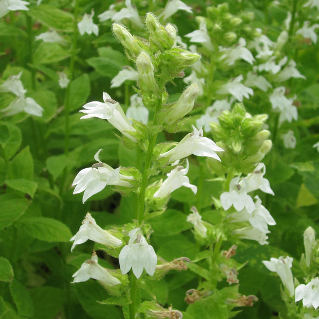 White Cardinal flower | Lobelia siphilitica alba
