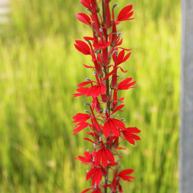 Red leaved lobelia | Lobelia fulgens 'Queen Victoria'