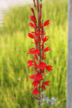 Red leaved lobelia | Lobelia fulgens 'Queen Victoria'