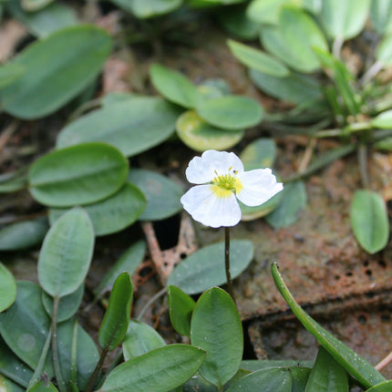Alisma natans, Floating water plantain | Luronium natans