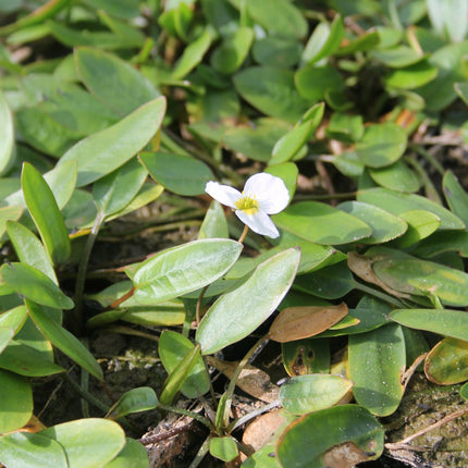 Alisma natans, Floating water plantain | Luronium natans