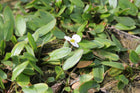 Alisma natans, Floating water plantain | Luronium natans