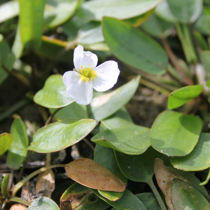 Alisma natans, Floating water plantain | Luronium natans